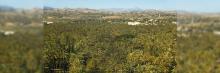 Palmeral de Elche